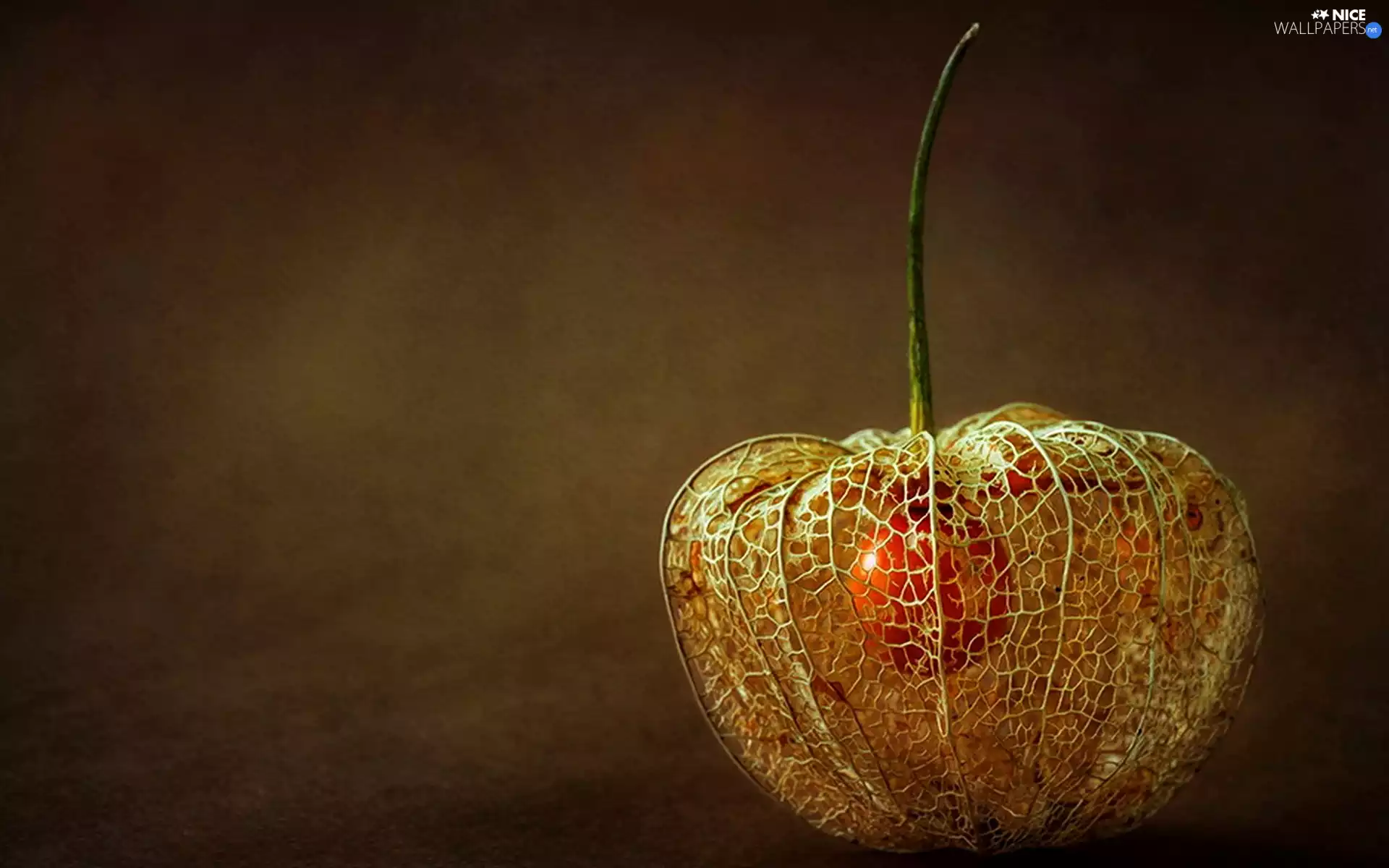 physalis