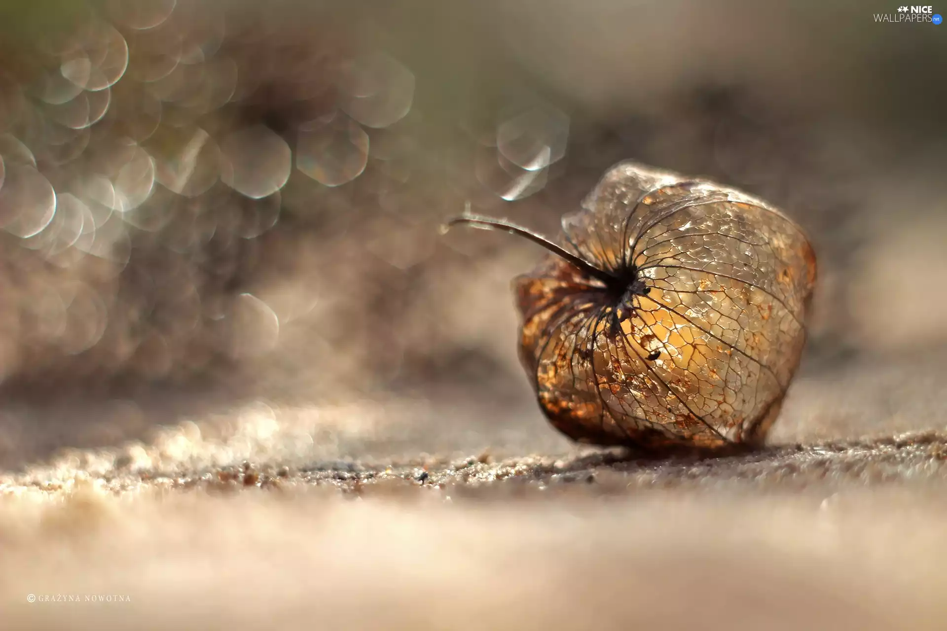 physalis bloated, Bokeh