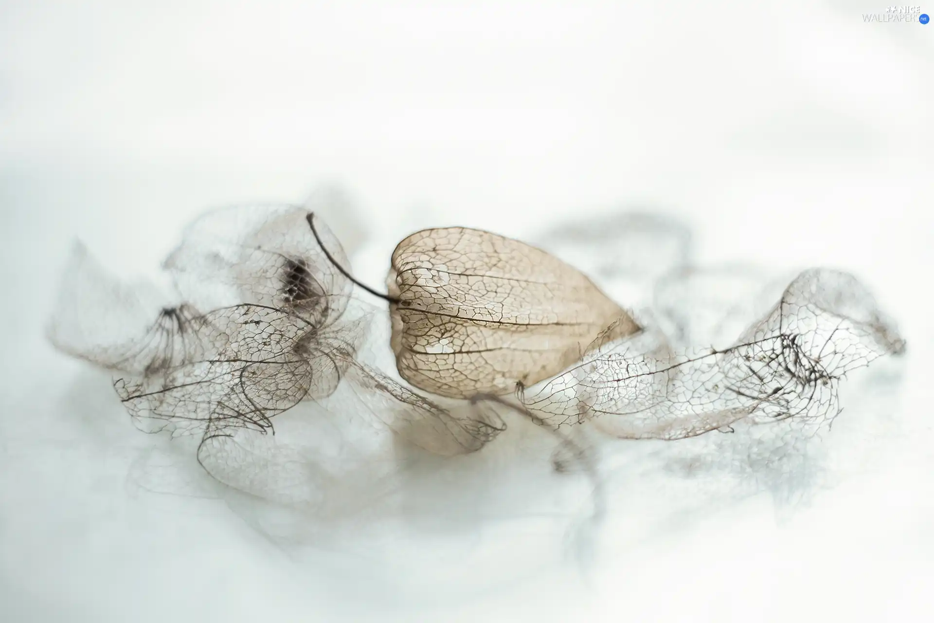 physalis bloated, dry