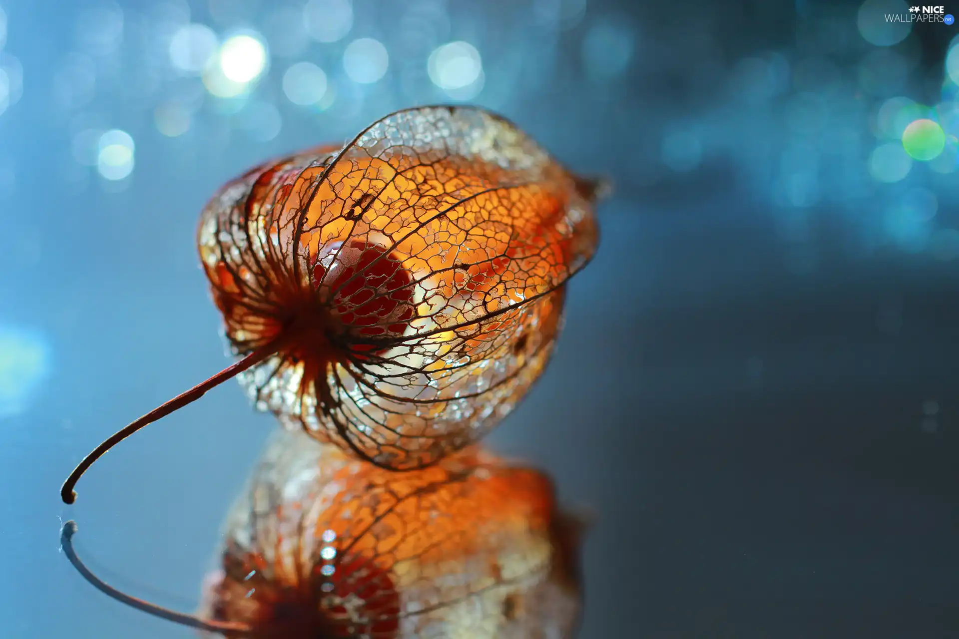 physalis bloated, reflection