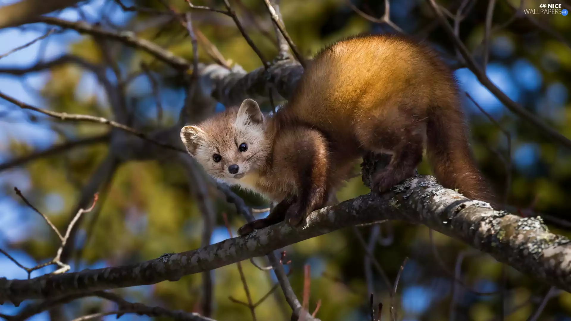 American Marten, branch pics