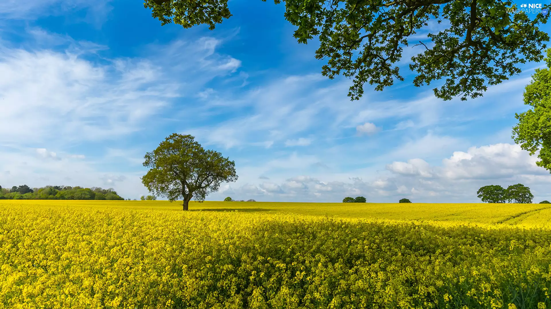 trees, Field, branch pics, summer, viewes, rape