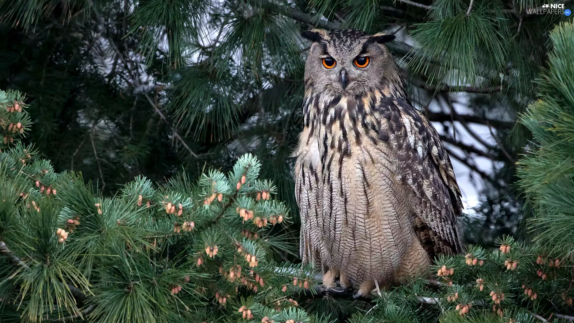 owl, pine, branch pics, Eurasian Eagle-Owl