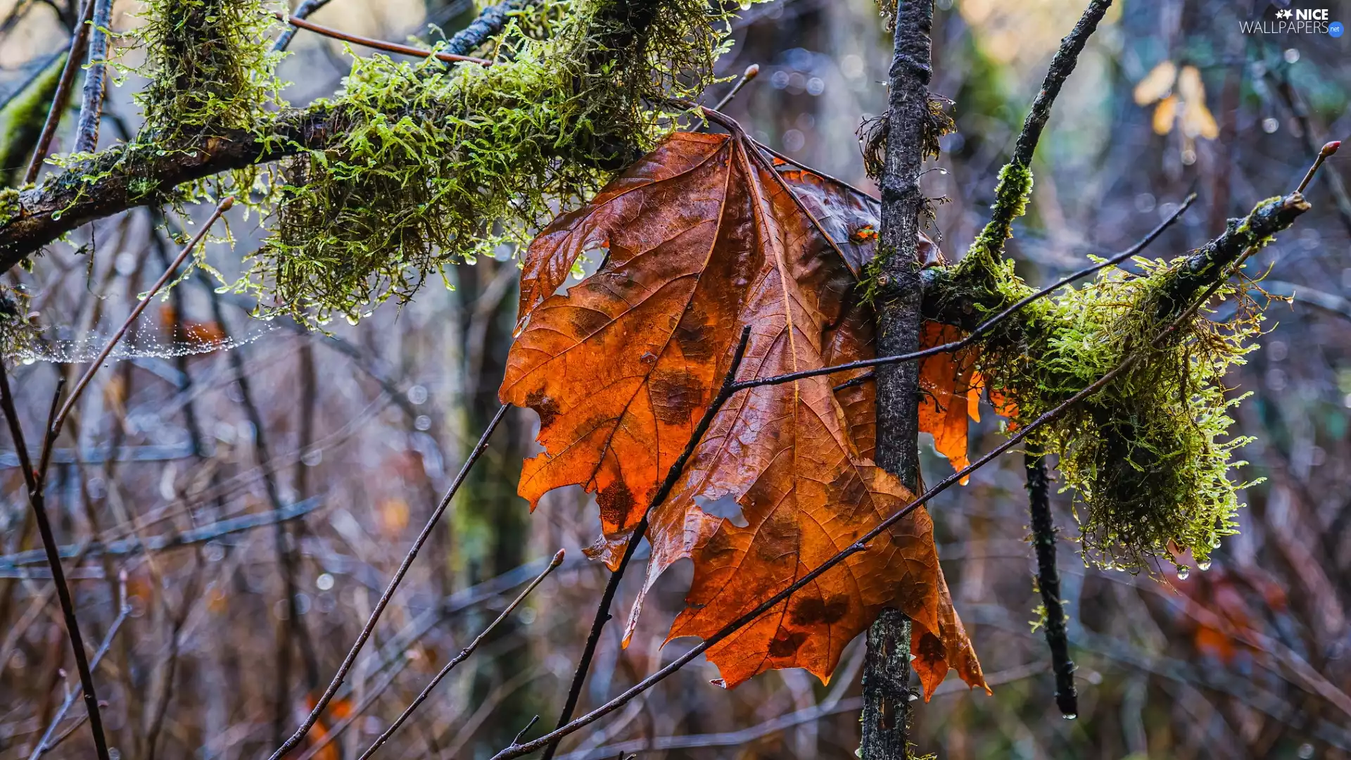 Autumn, leaf, branch pics, Moss, mossy