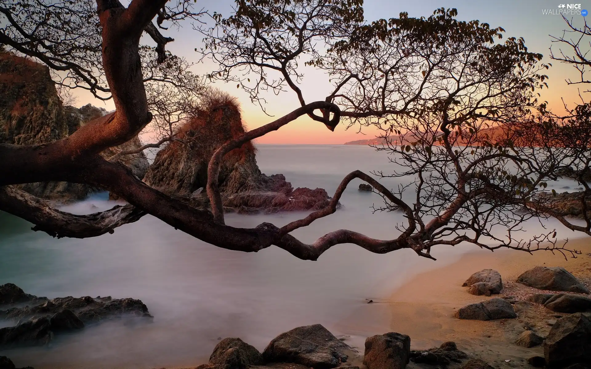 rocks, sea, trees, Stones, Coast, VEGETATION, branch pics