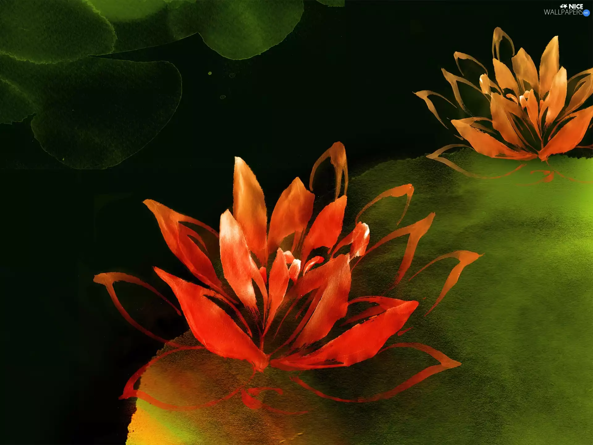 picture, lilies, water