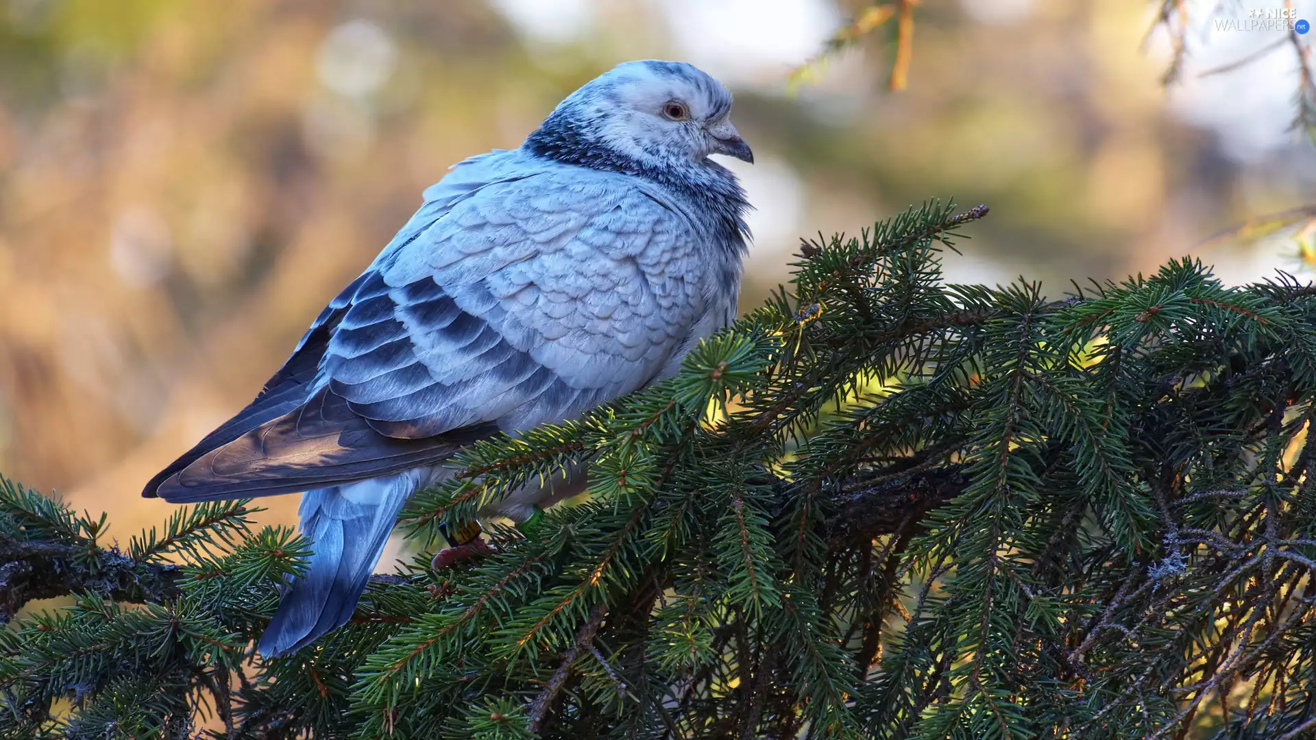 Bird, Softwood, Twigs, pigeon