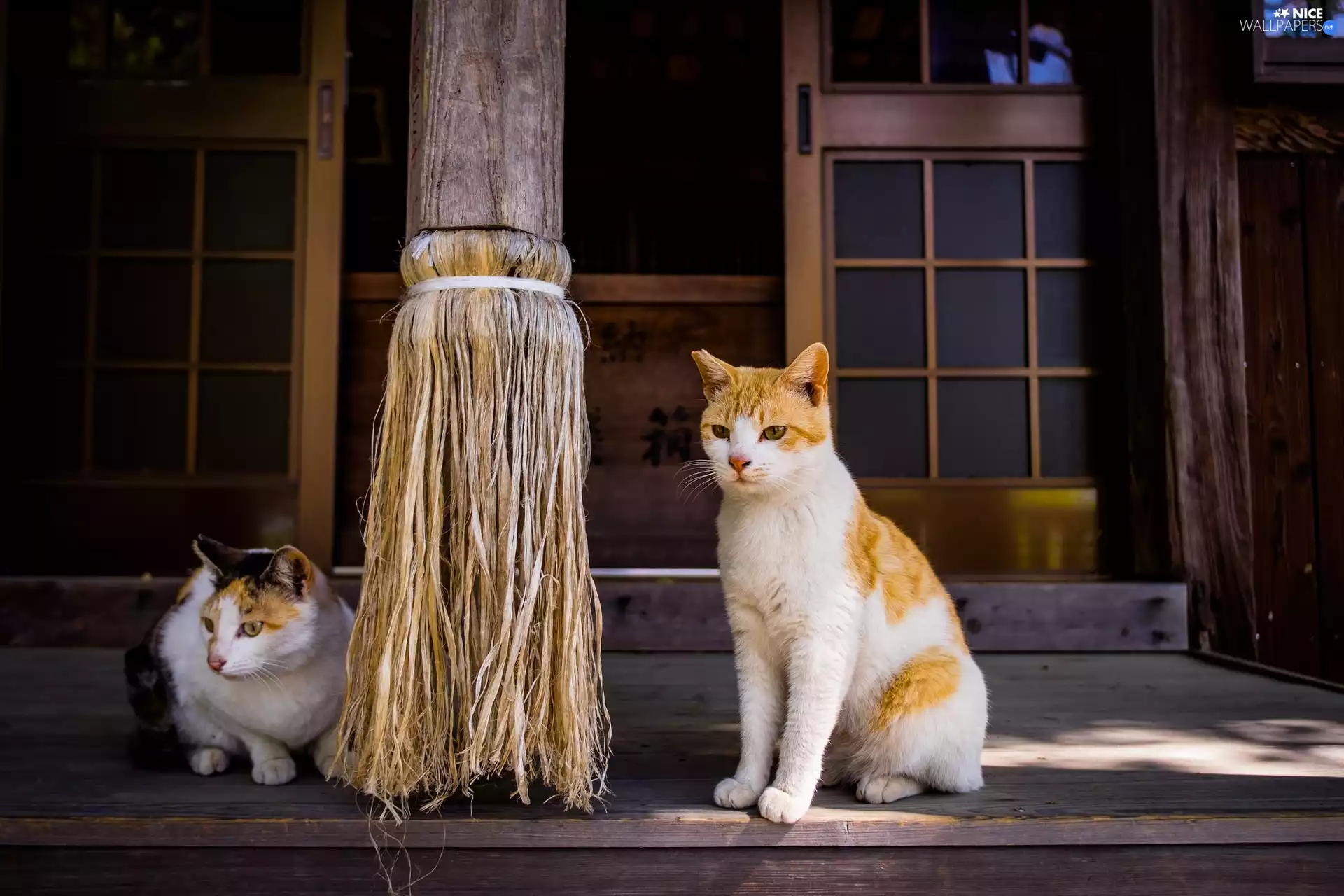 Two cars, cats, pile, White-Ginger