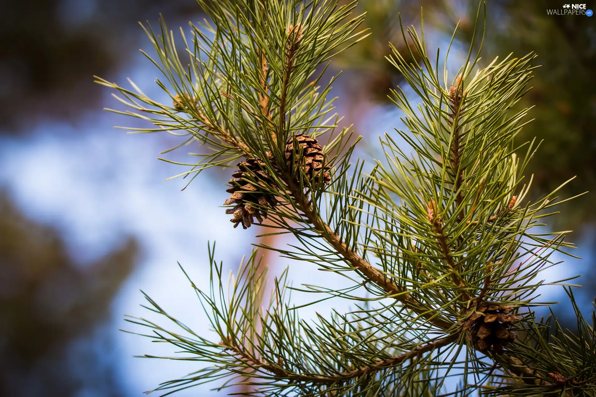 pine, Twigs, cones