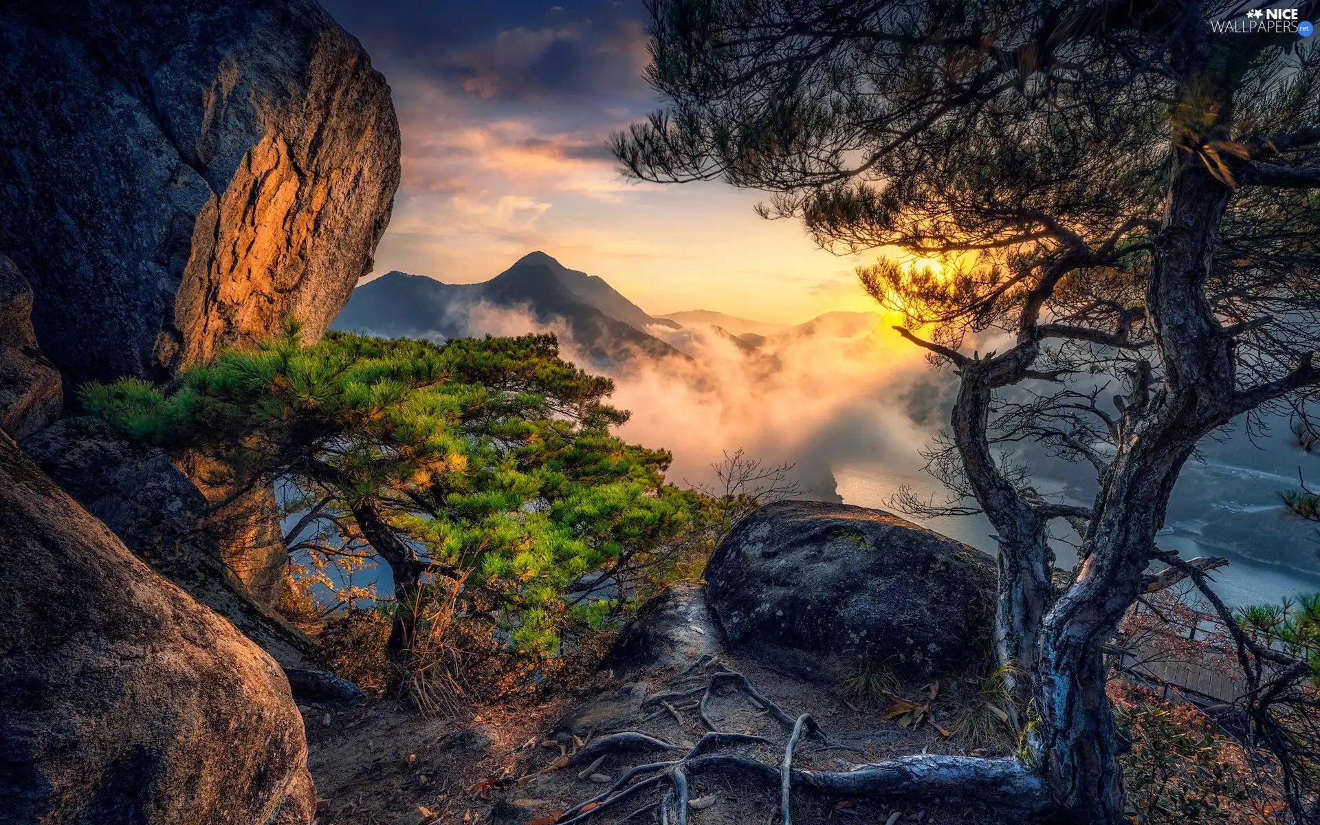 Sunrise, trees, Fog, viewes, roots, rocks, Mountains, pine