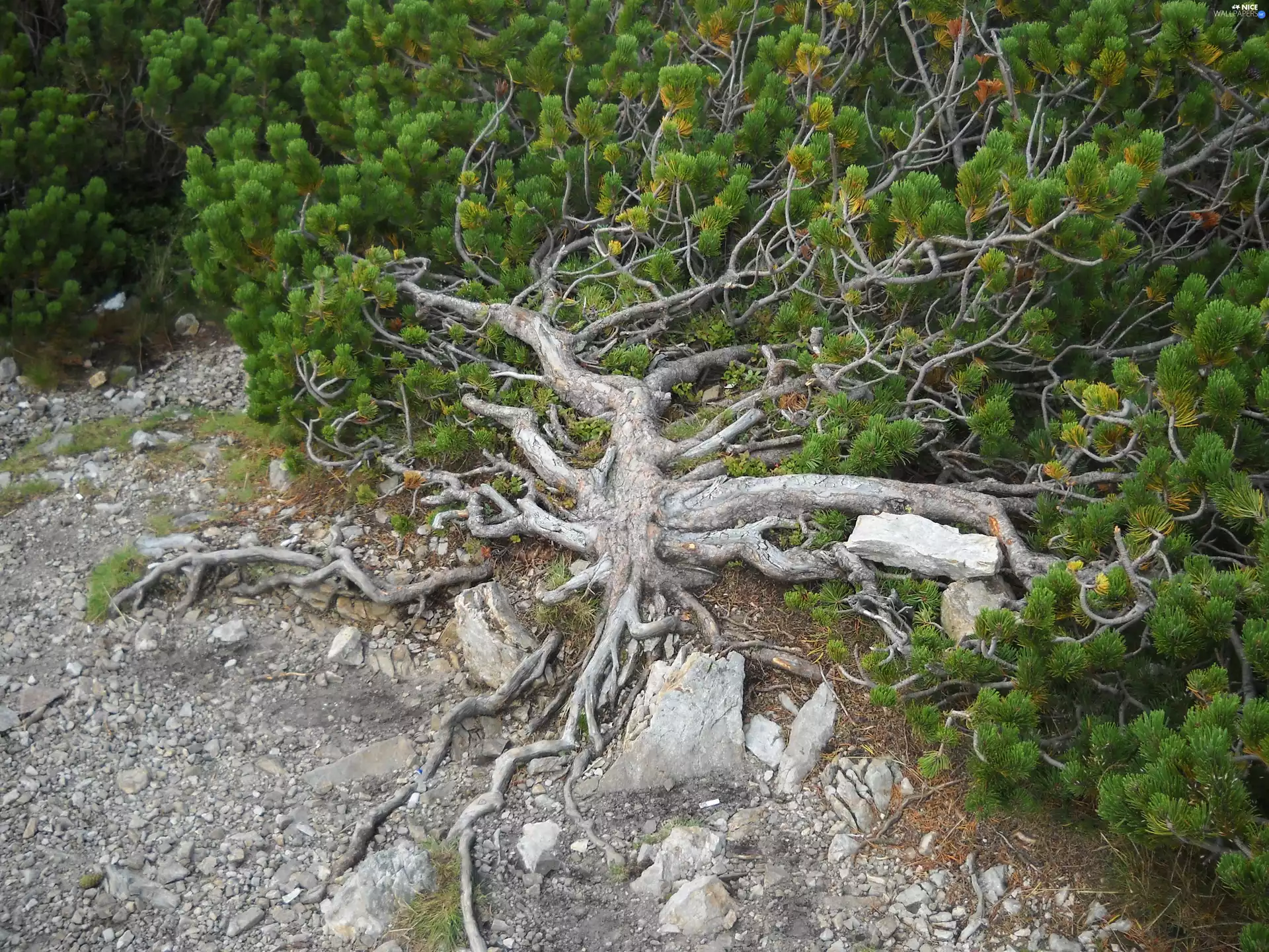 Mountain, mountain pine, pine
