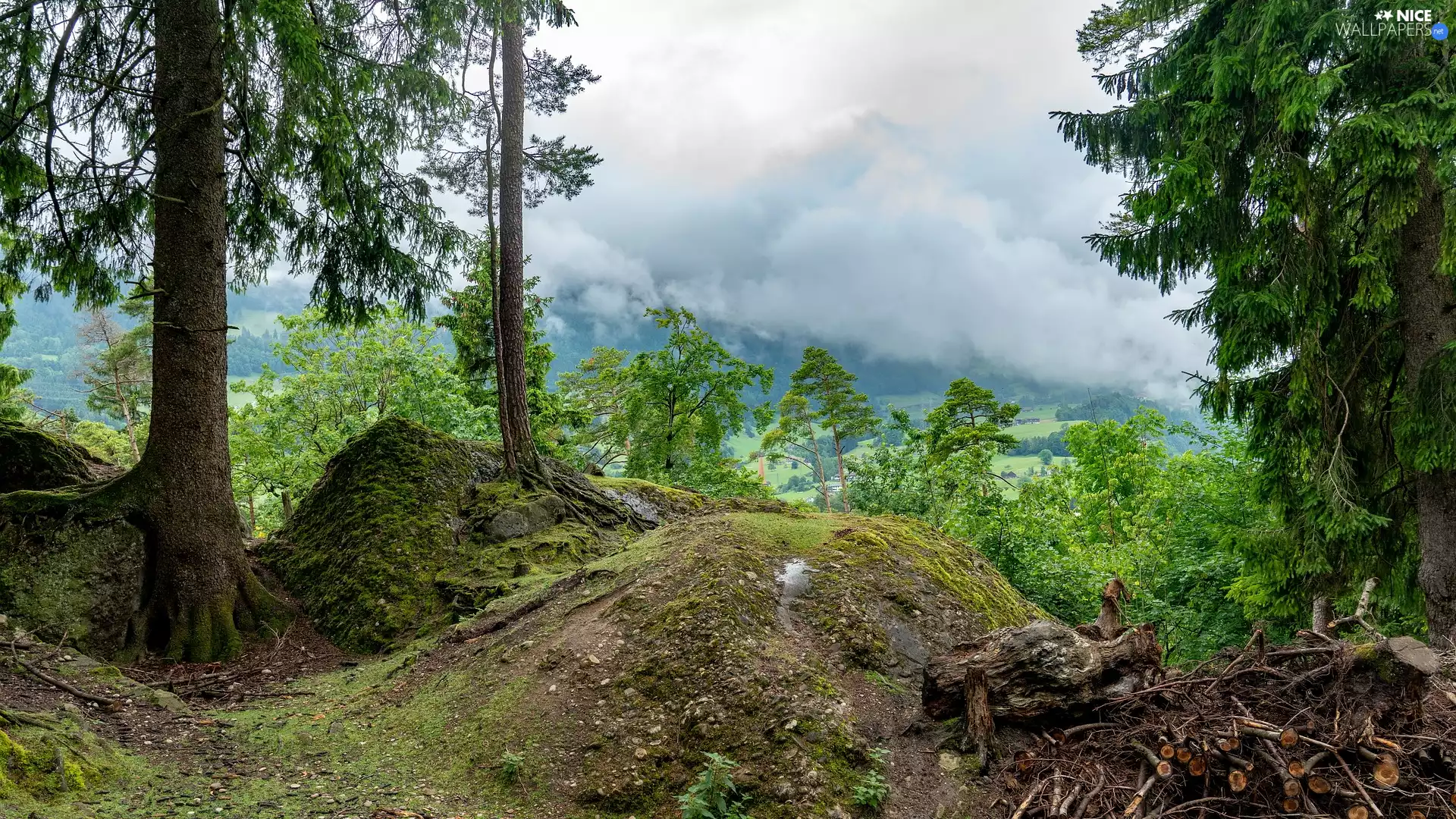viewes, pine, Mountains, trees, Fog