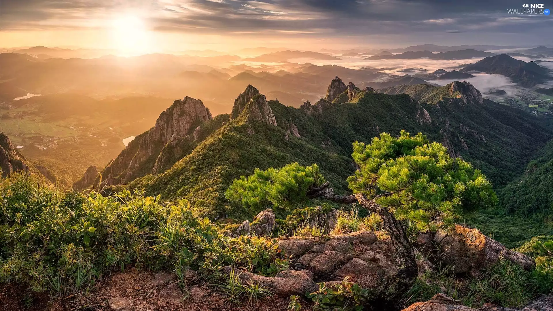 Bush, pine, Mountains, rocks, Sunrise