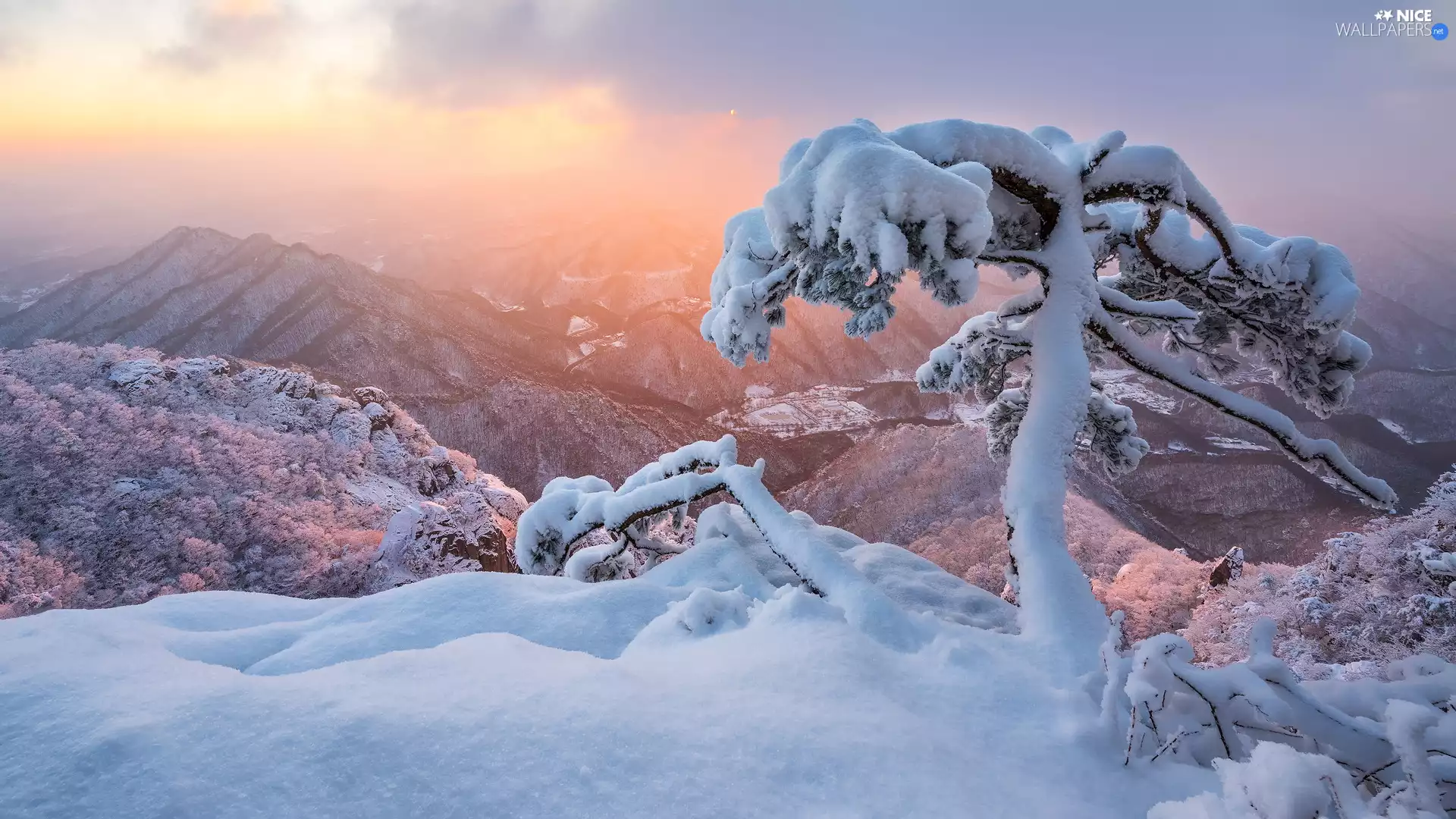 pine, winter, Mountains