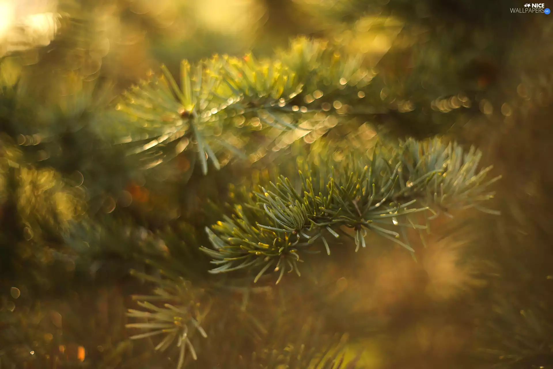 pine, needles