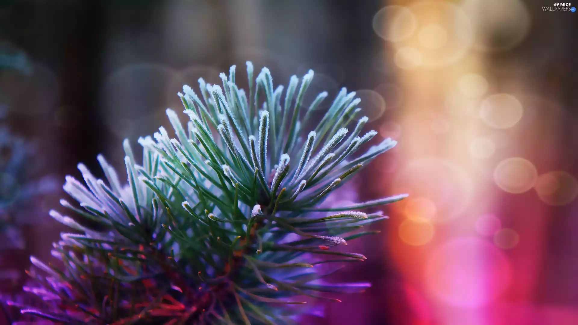 green ones, needle, pine, twig, plant