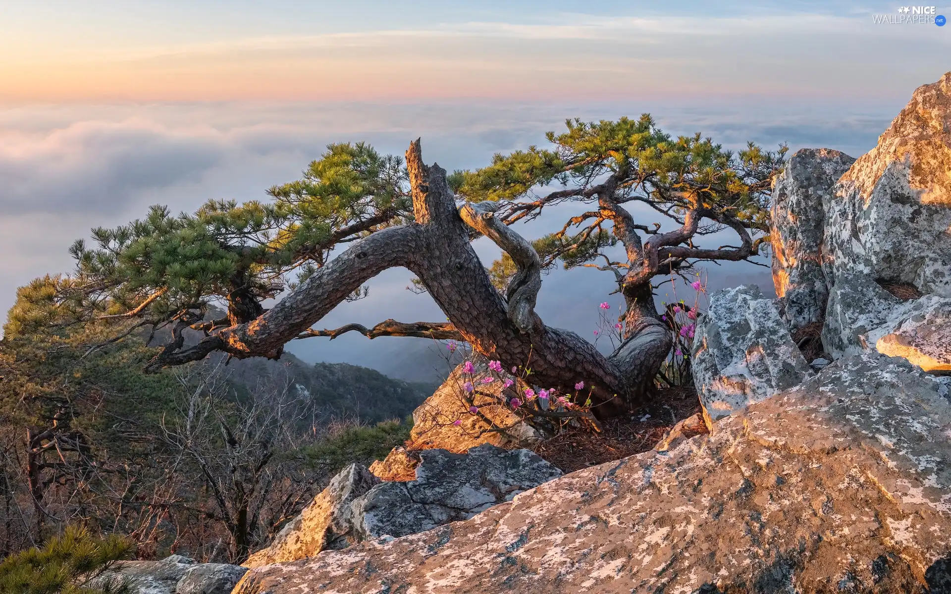 rocks, Fog, Mountains, pine