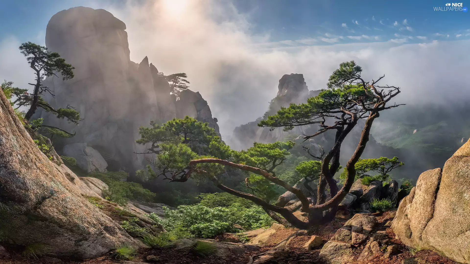 pine, Mountains, rocks