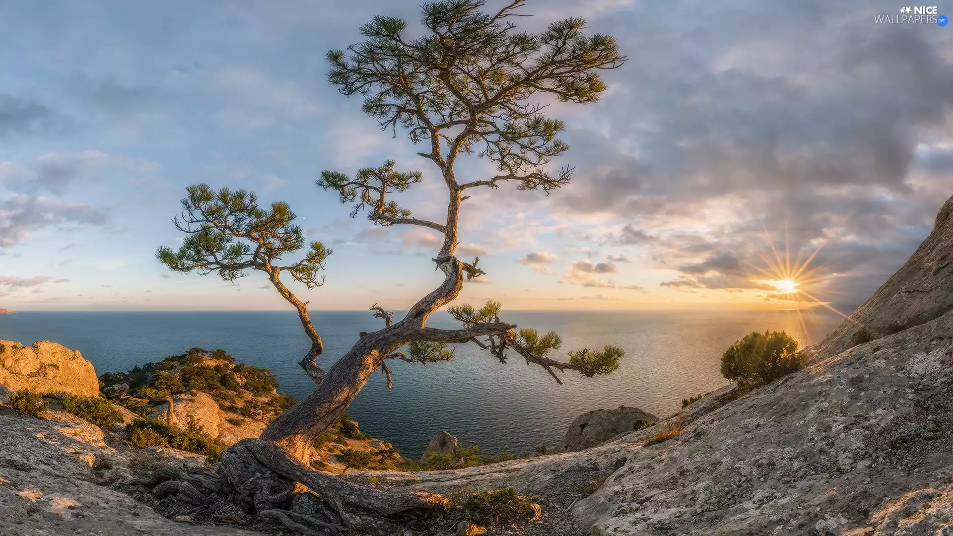 clouds, Sunrise, trees, pine, rocks, sea