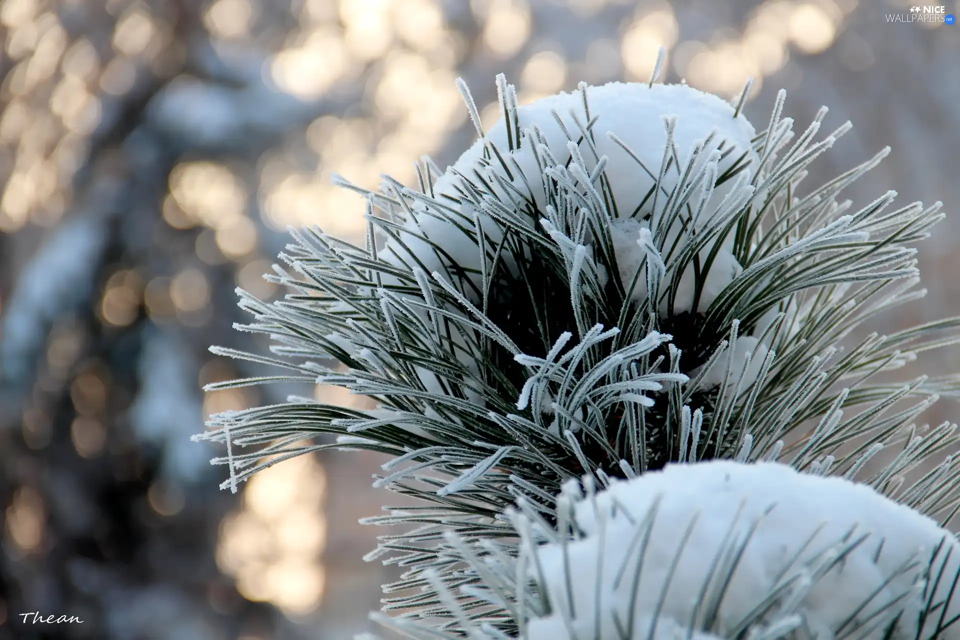 winter, A snow-covered, pine