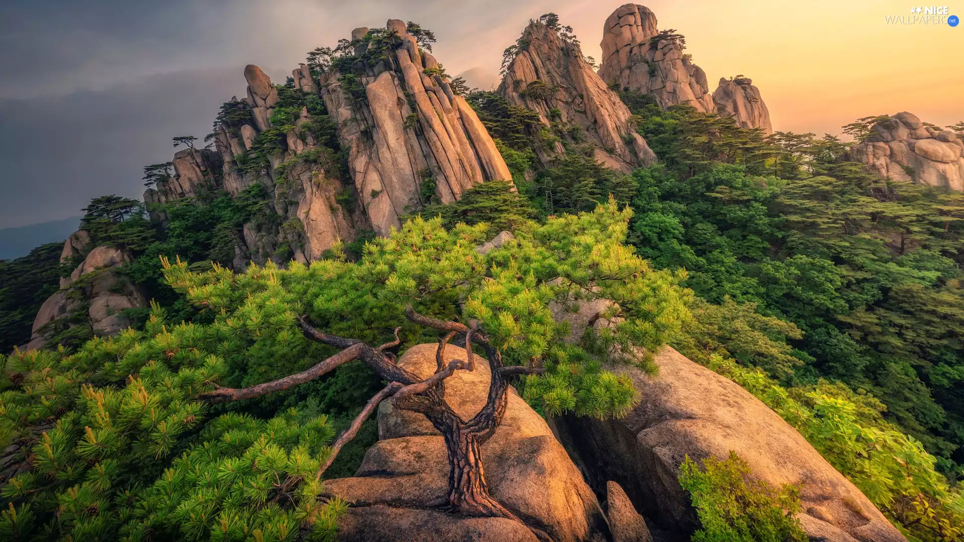 viewes, pine, Sunrise, trees, rocks