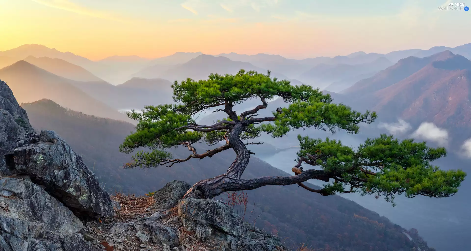trees, Mountains, Fog, pine