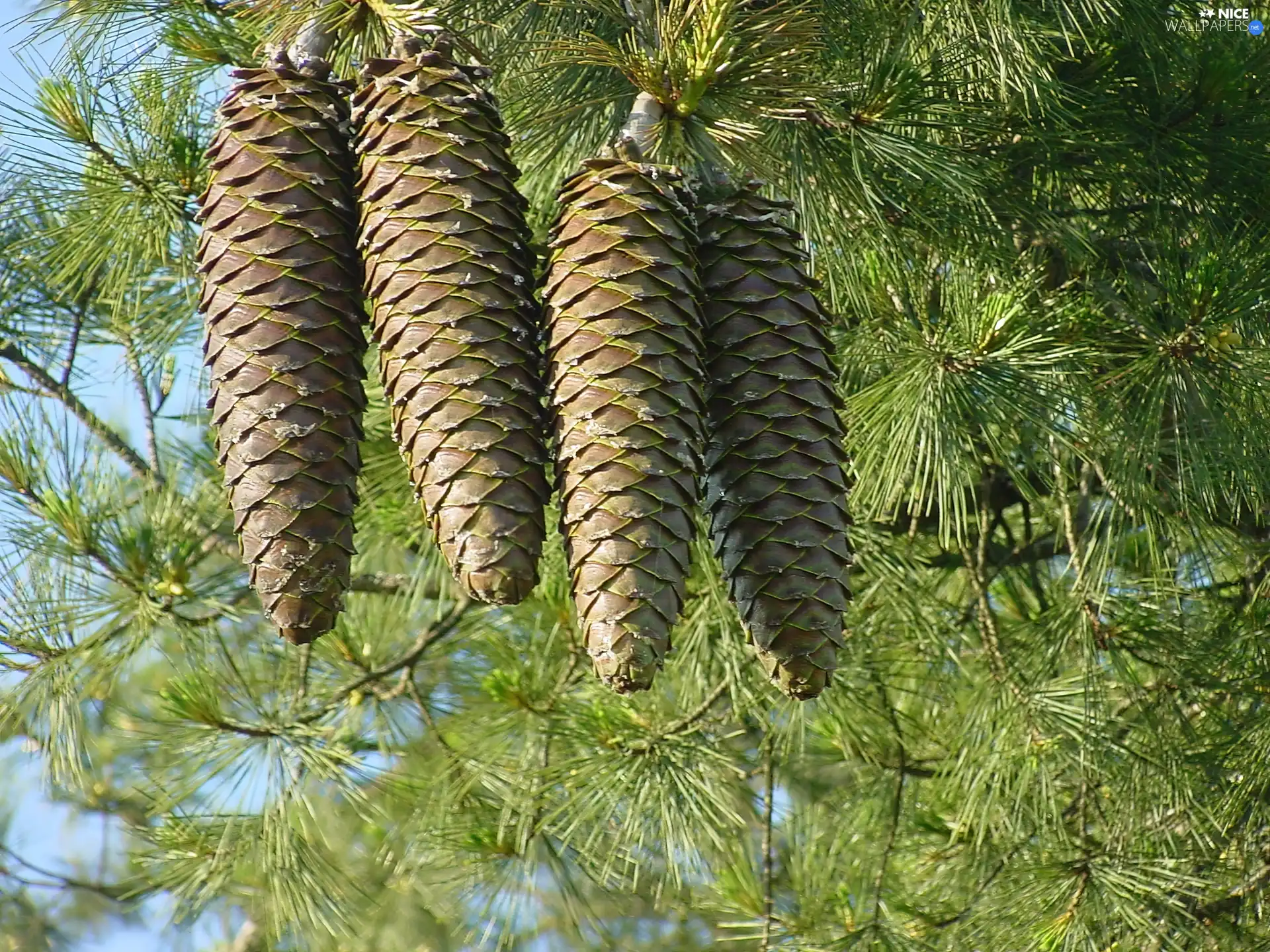 pine, cones, Twigs