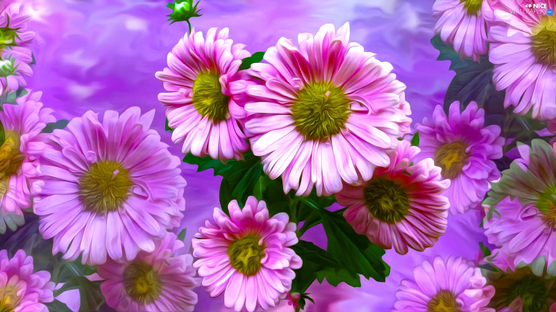 Pink, Pink Background, graphics, Flowers