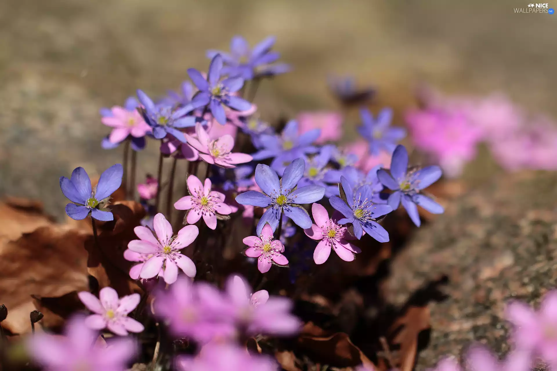 Pink, Liverworts, Blue