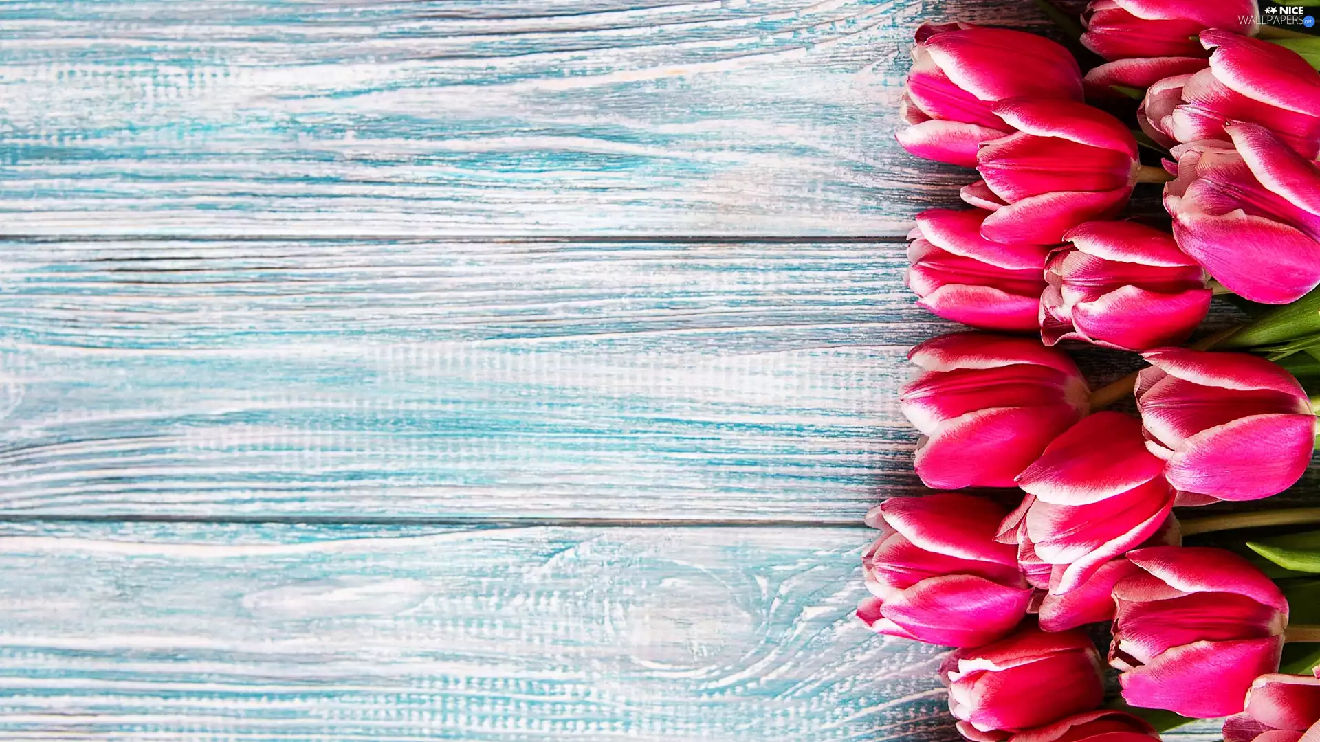 dark pink, Blue, boarding, Tulips