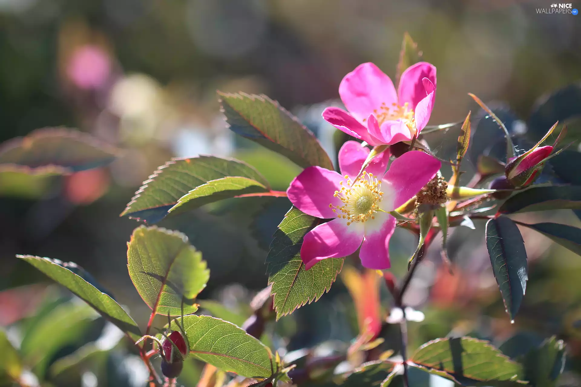 Briar, Flowers, Bush, Pink