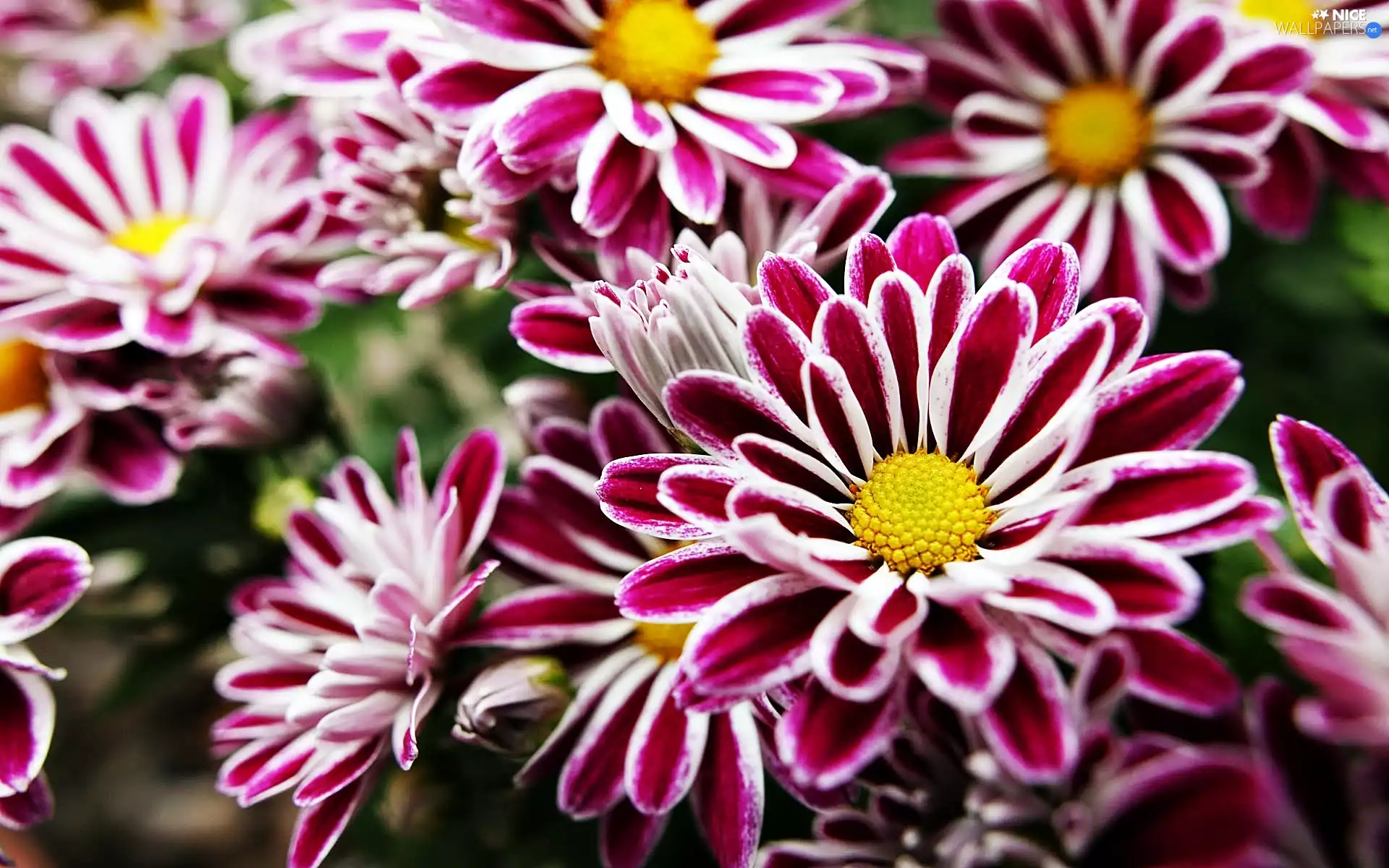 Pink, beatyfull, Chrysanthemums