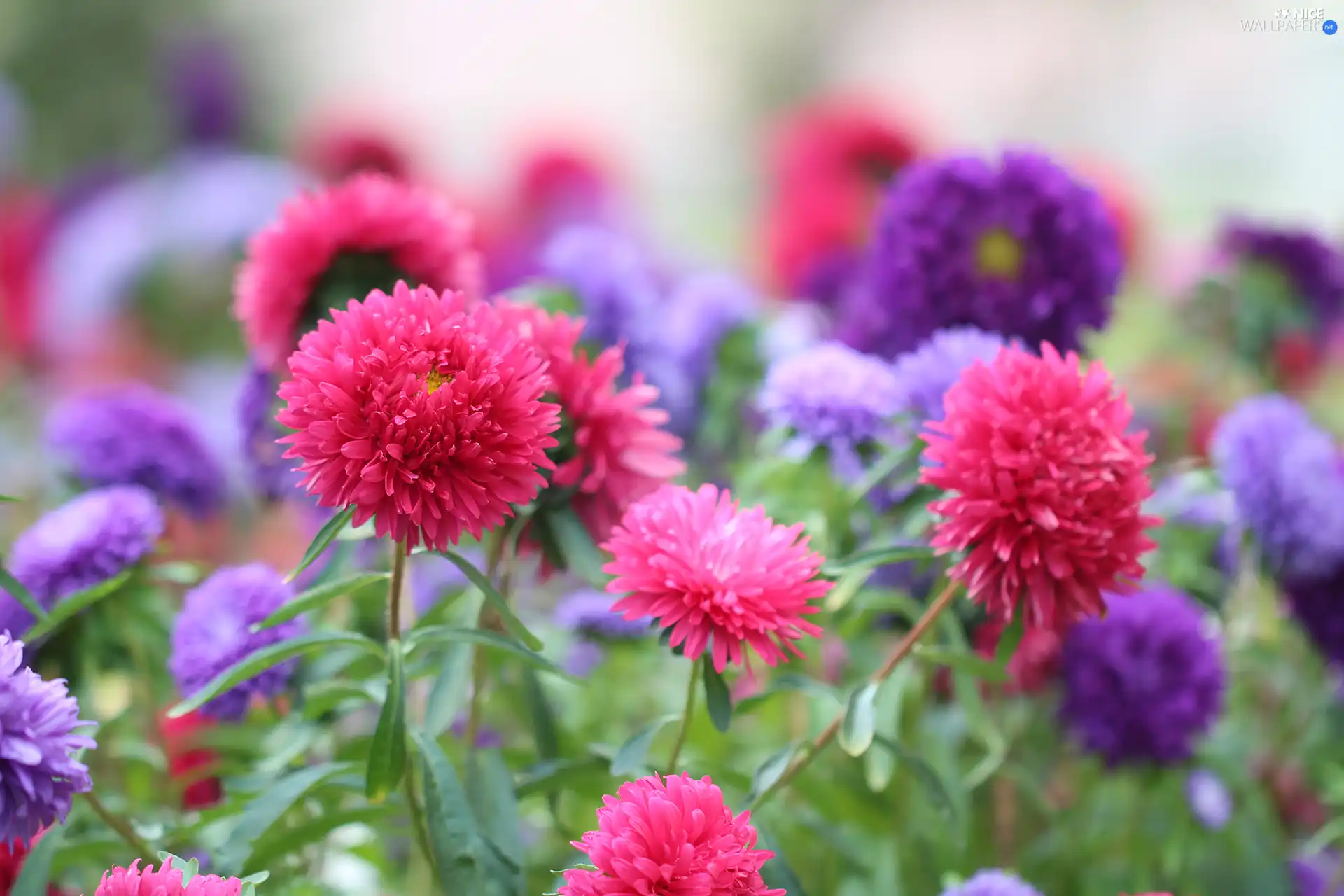 color, purple, Astra, Pink