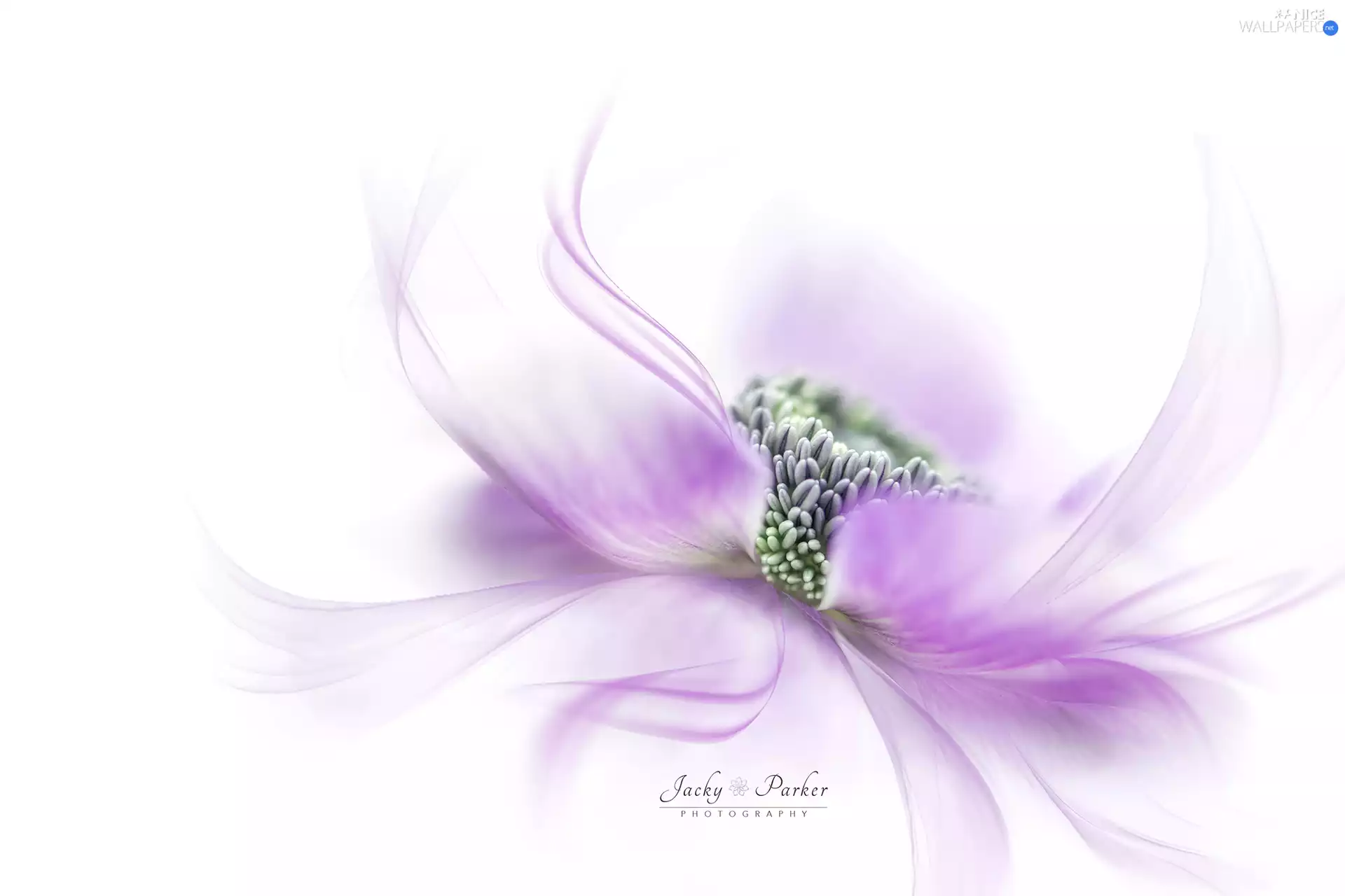 Colourfull Flowers, Close, Pink