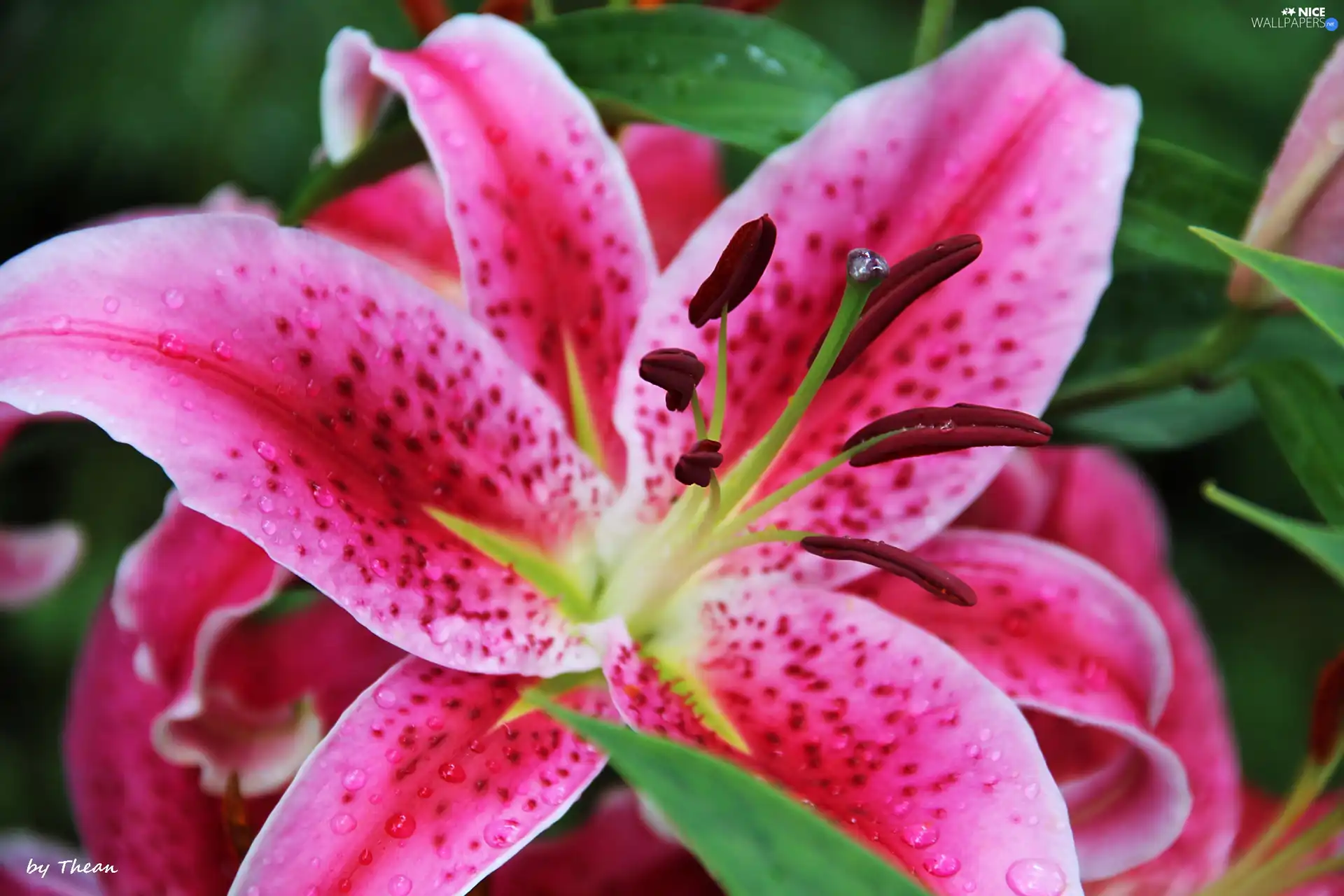 Tiger lily, Colourfull Flowers, Pink