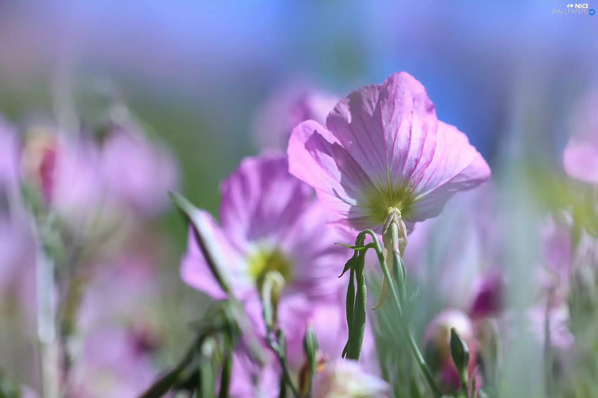 Colourfull Flowers, Pinkladies, Pink