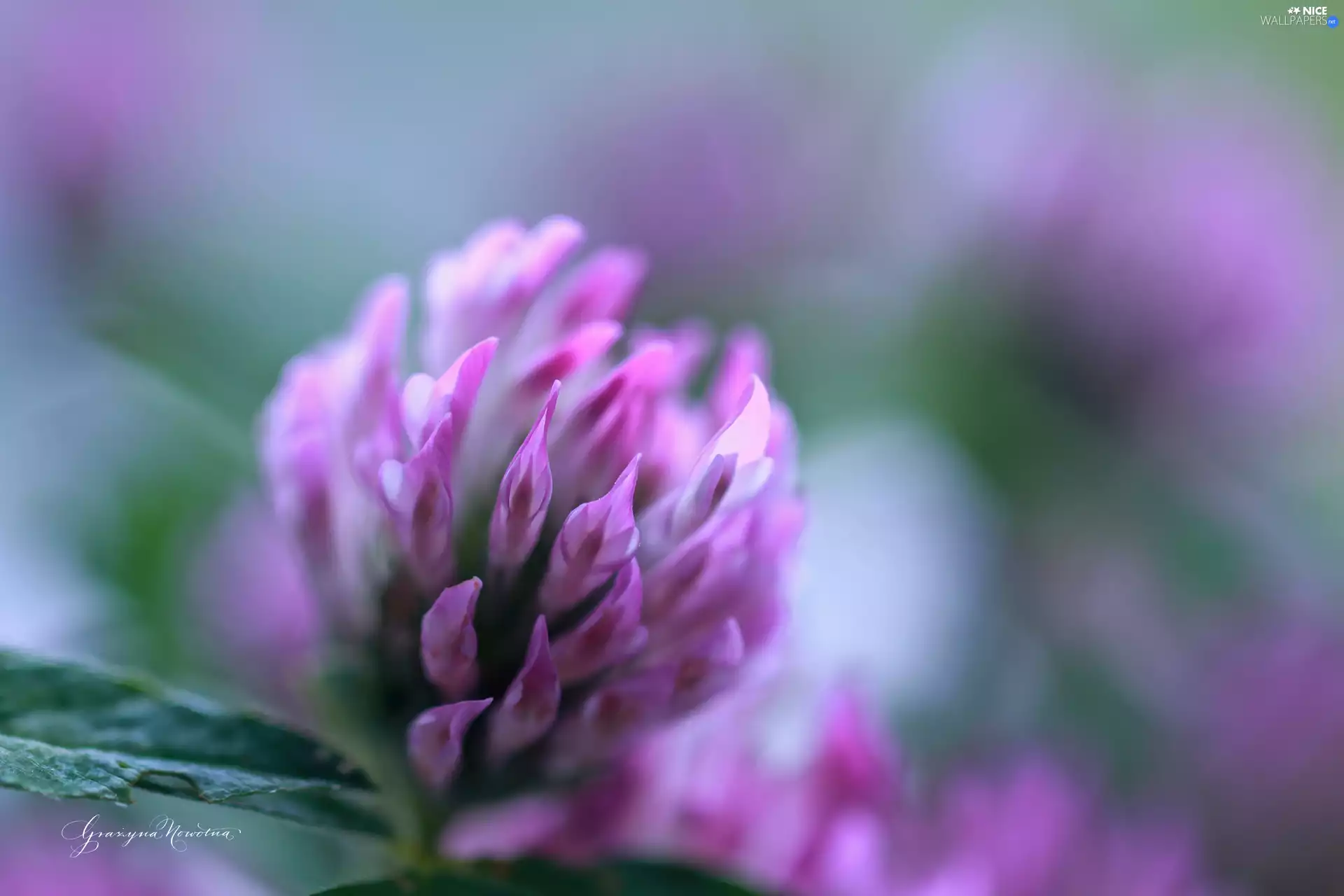 Colourfull Flowers, trefoil, Pink