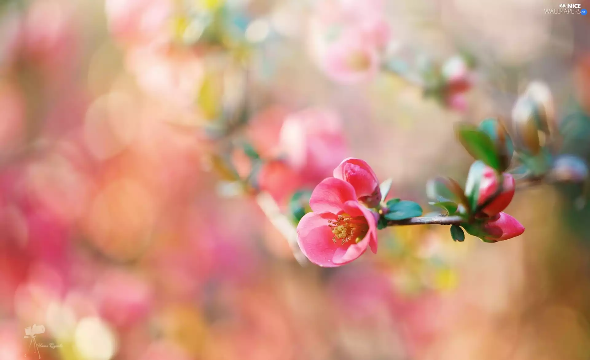 Colourfull Flowers, twig, Pink