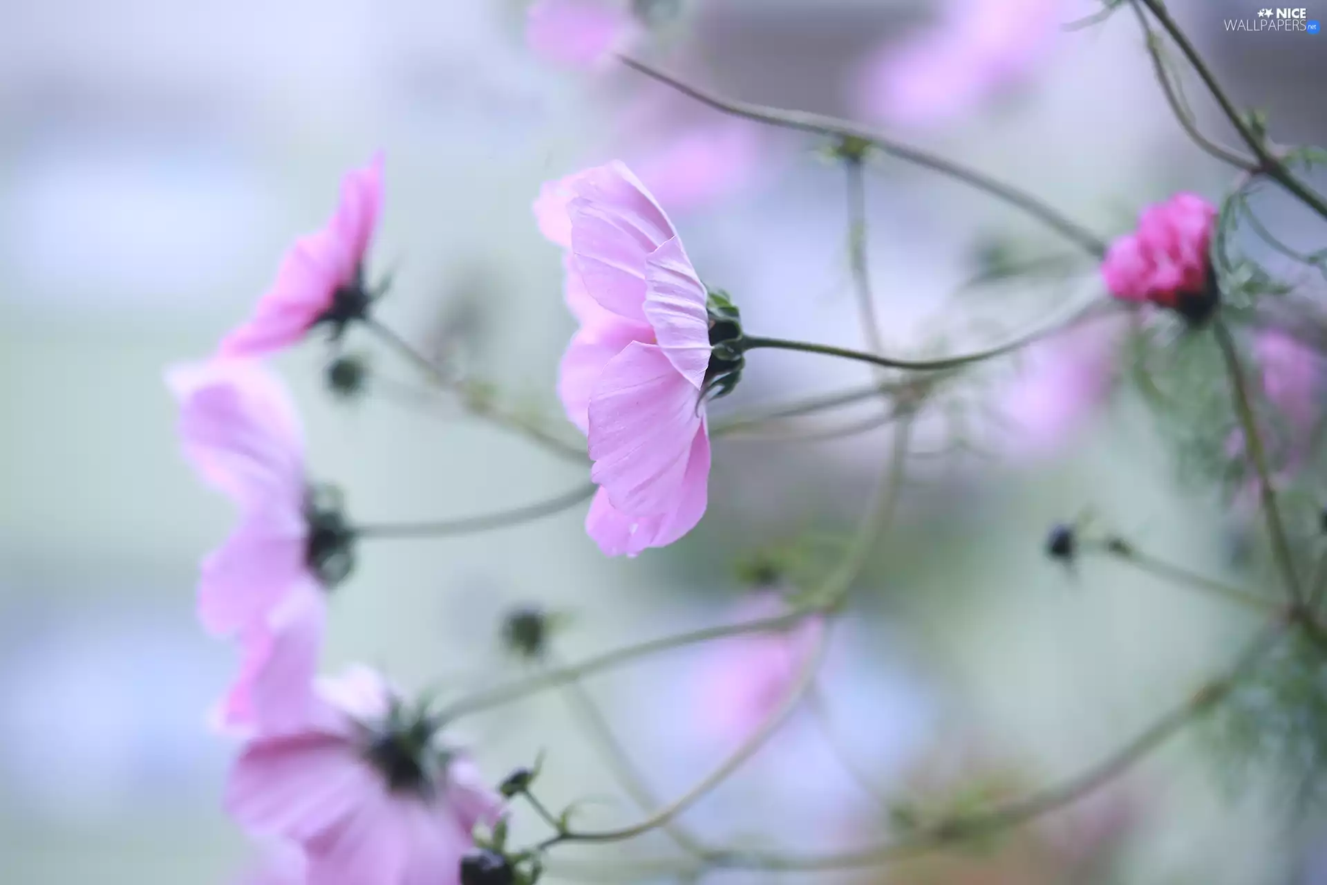 Cosmos, Flowers, rapprochement, Pink