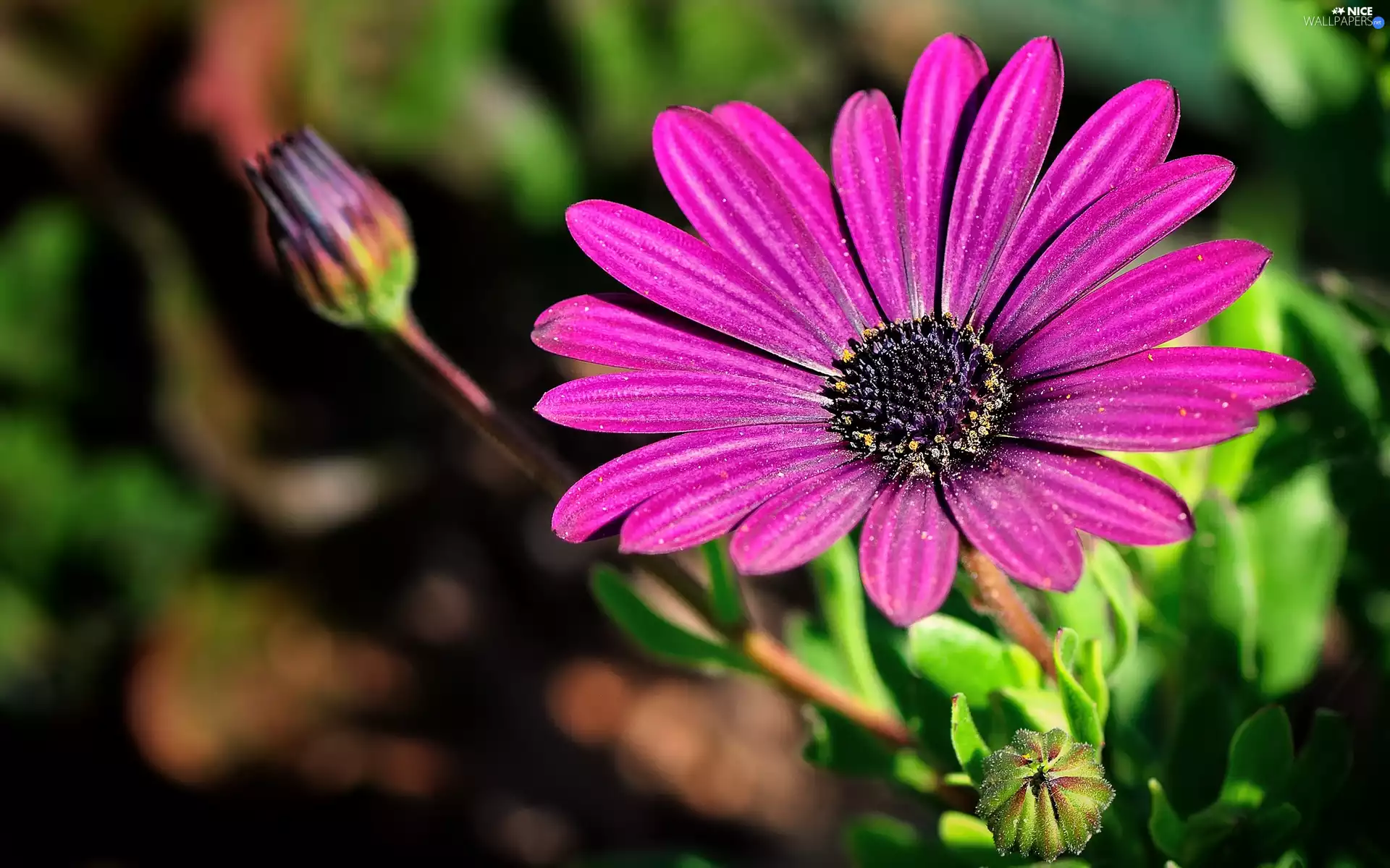 Pink, African Daisy