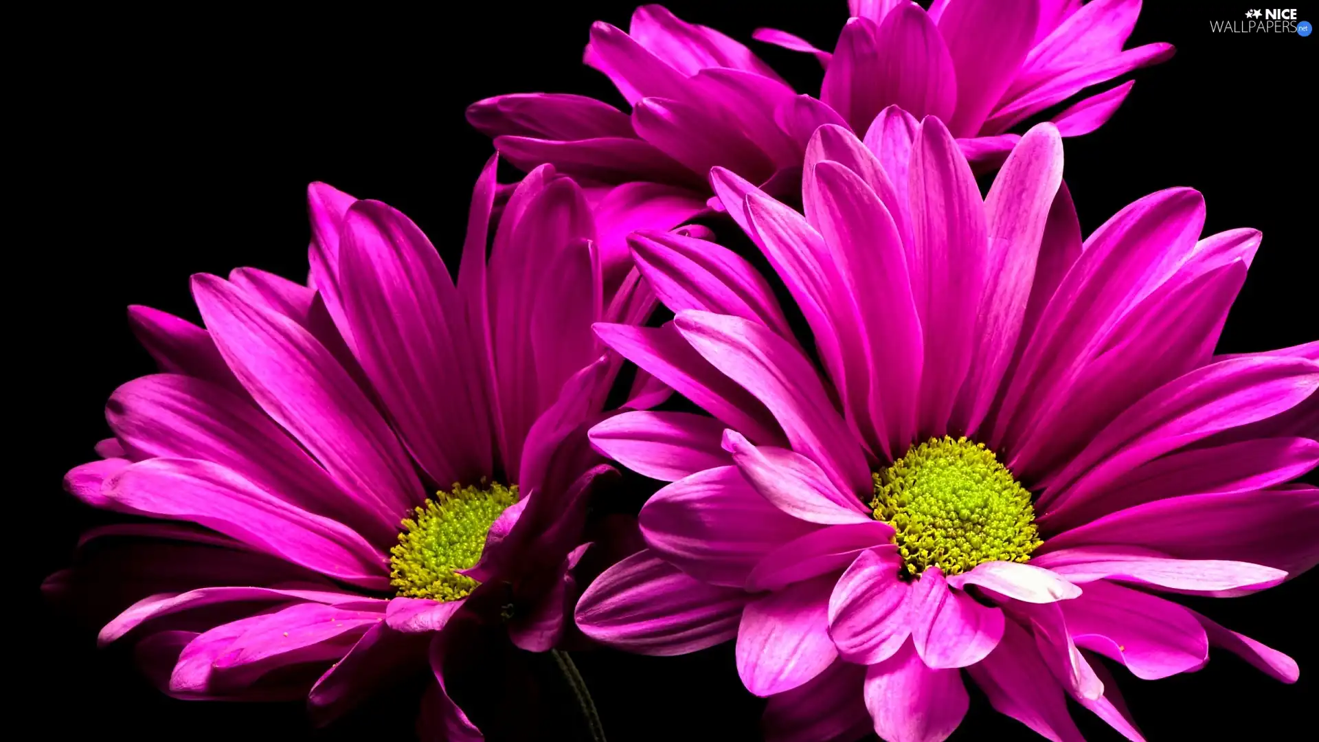 Flowers, Pink, Dark Background, Chrysanthemums