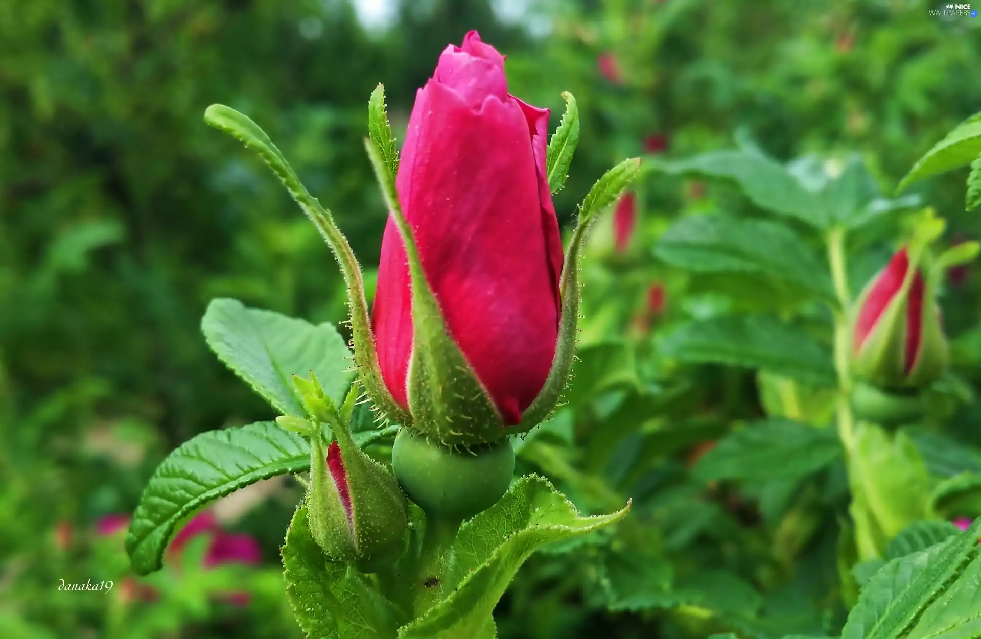 leaves, green ones, pink, rose, doughnut