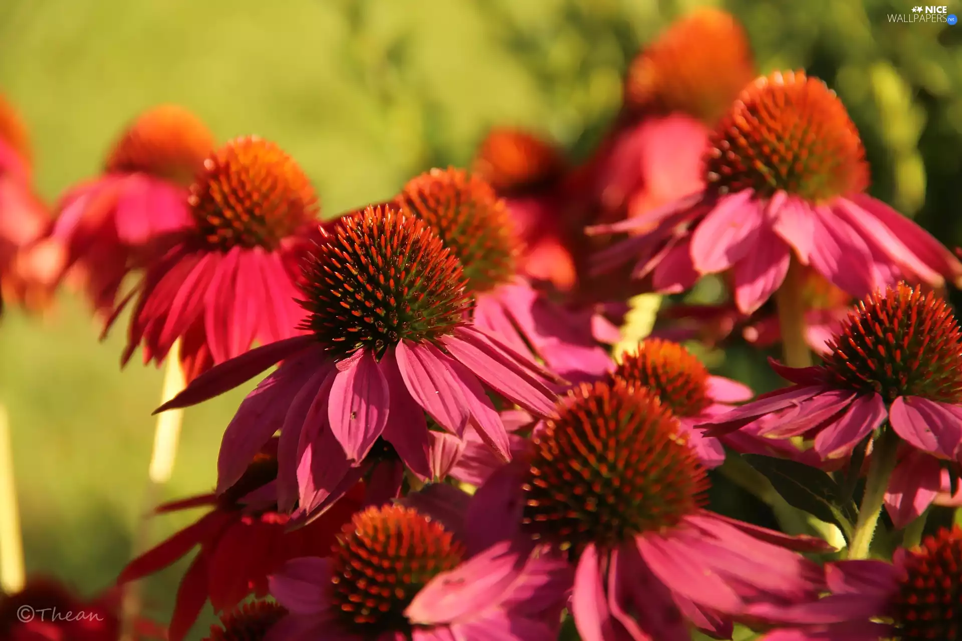 Pink, echinacea