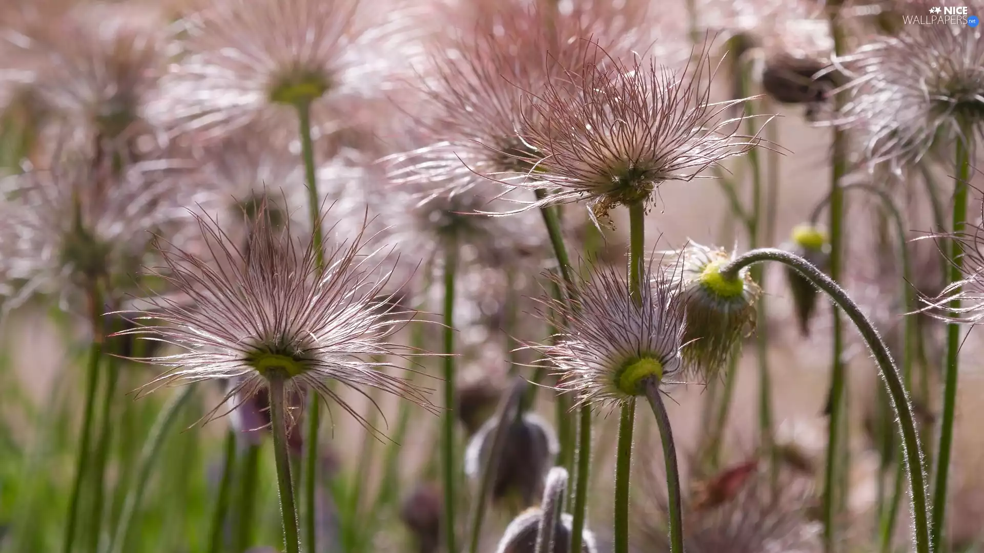 fades, pasque, seedheads, Pink