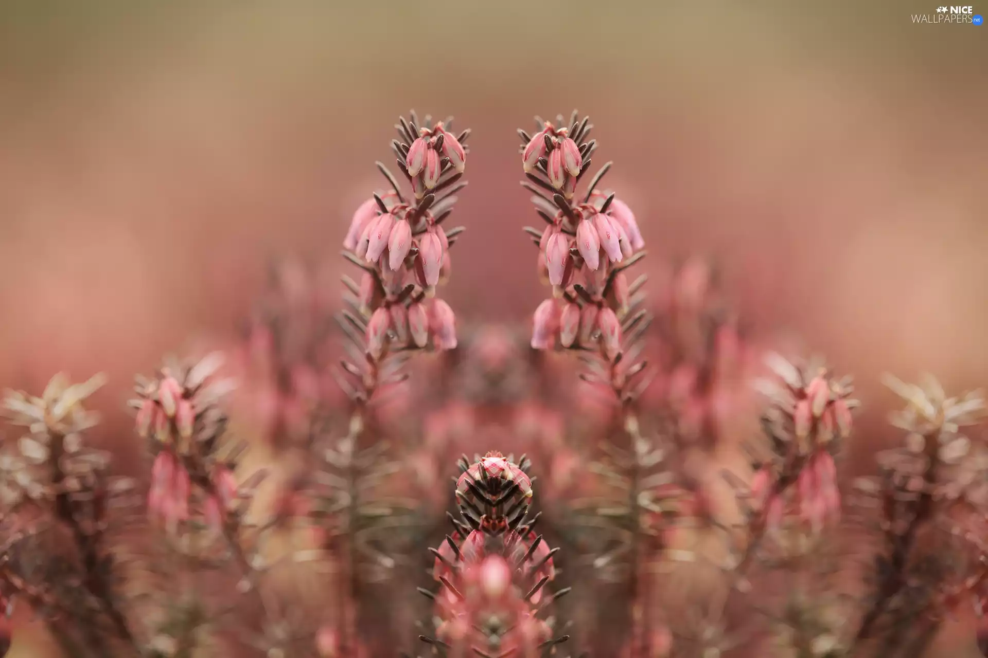 Pink, Briar, Flowers