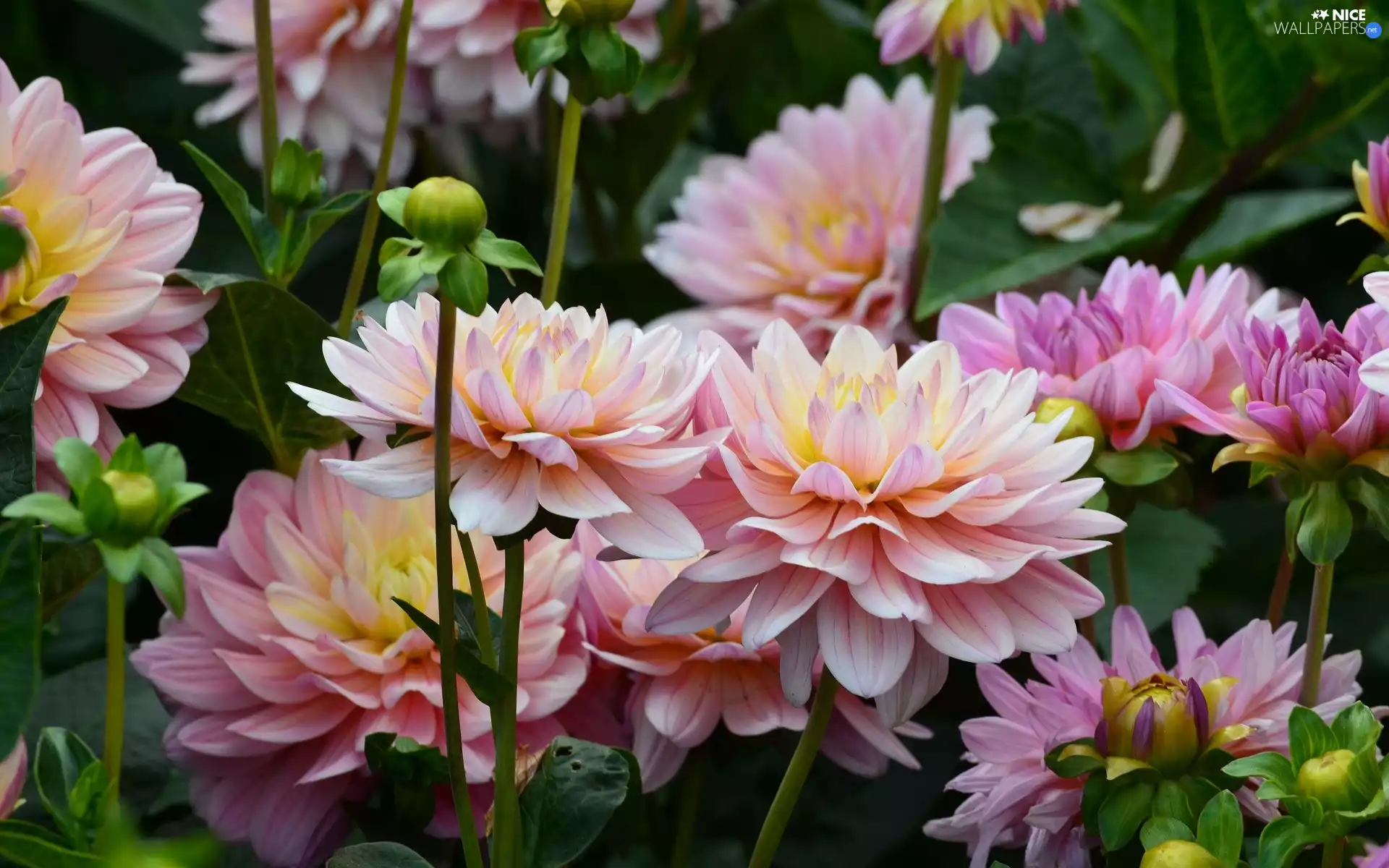 Flowers, dahlias, Buds, Pink