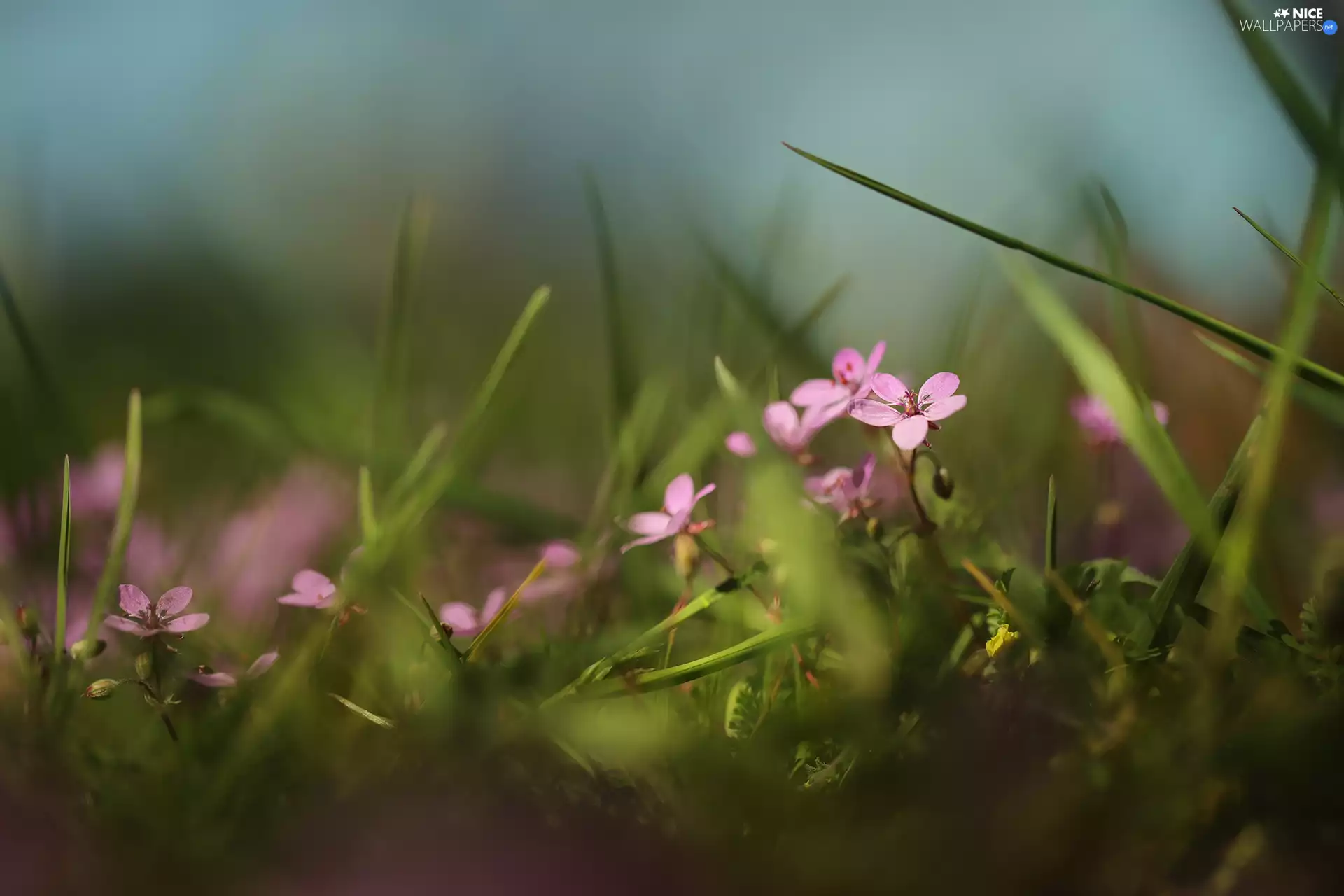 Flowers, Erodium cicutarium, Pink