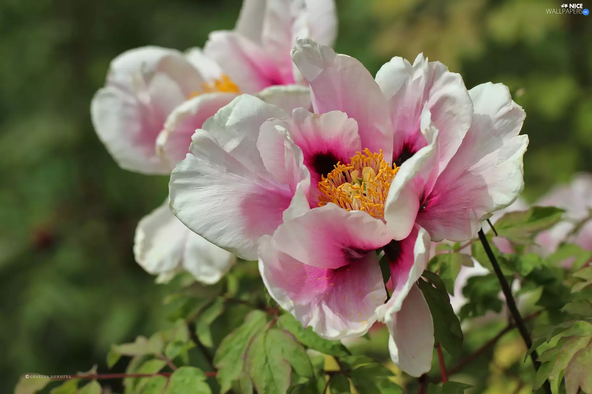 Pink, Colourfull Flowers