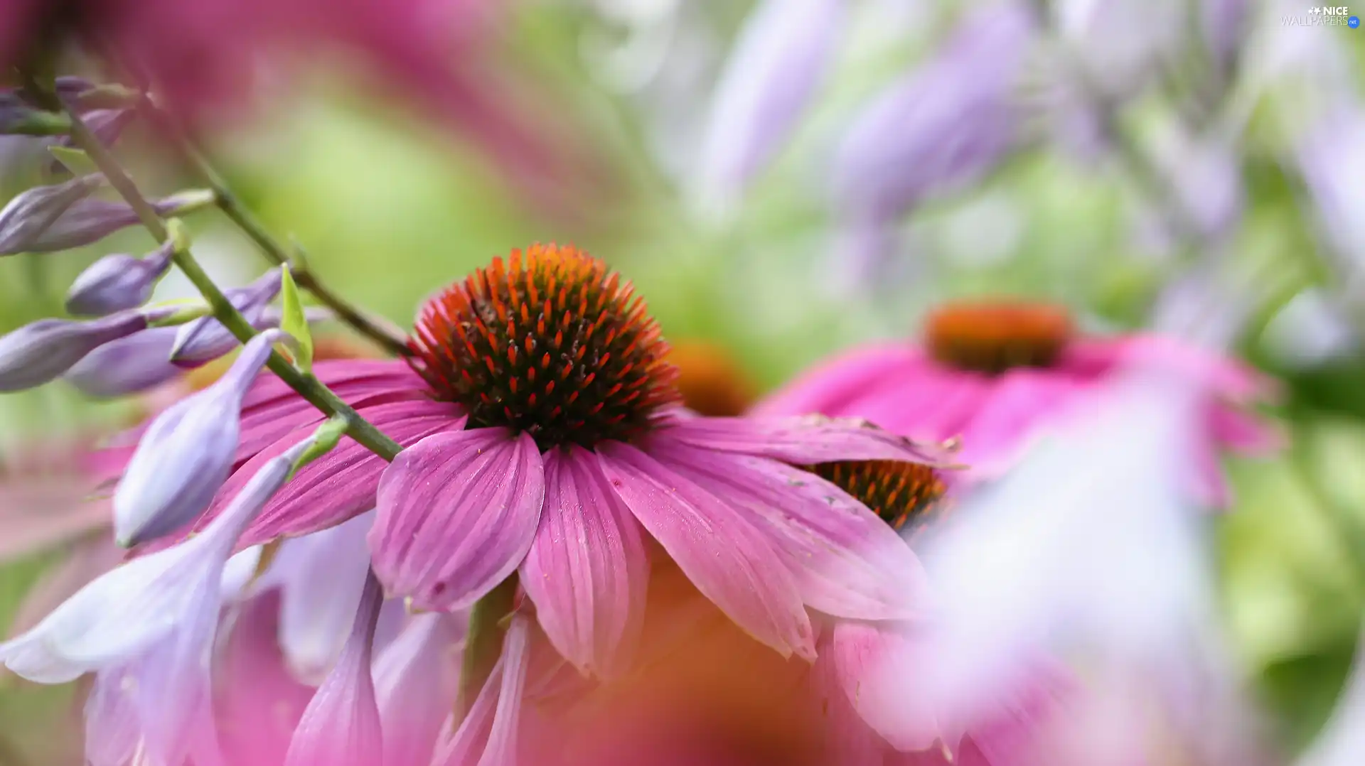 Colourfull Flowers, echinacea, Pink