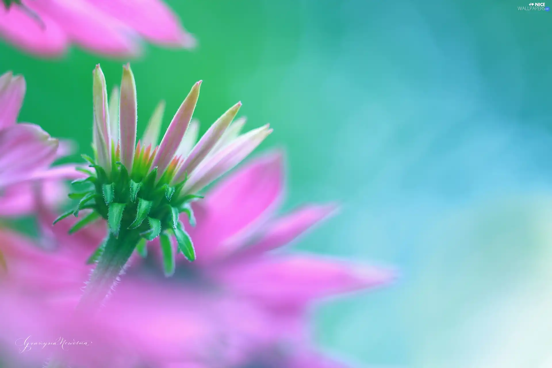 Colourfull Flowers, echinacea, Pink